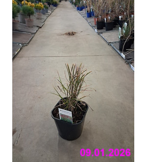 Miscanthus sin. 'Ferner Osten' C 2 L